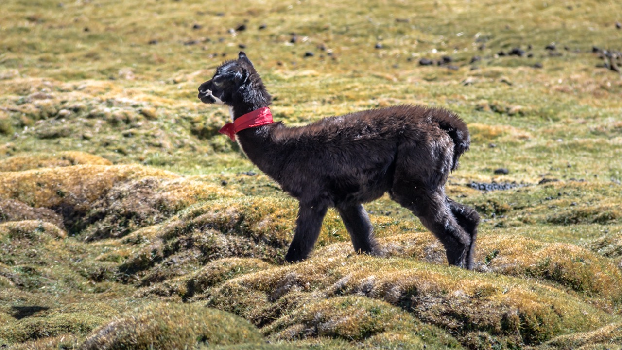 Baby Lama in the Bolivian Altiplano - Departamento Potosi, Bolivia